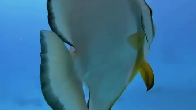 The bat fish