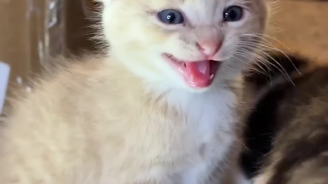 Cute kitten meows play this sound and your per gonna crezy