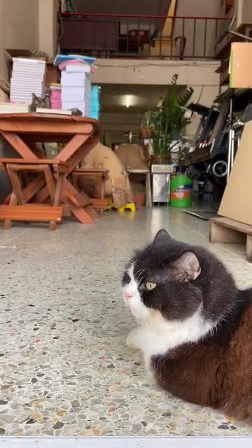 A cat listens to noises that disturb it