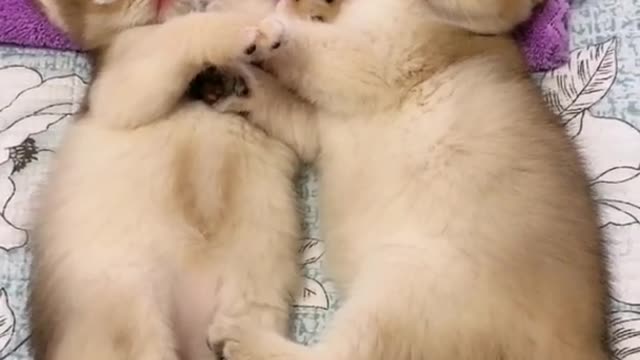 OMG So Cute Cats ♥ Best Funny Cat ❤️🐈Videos 2021 #shorts