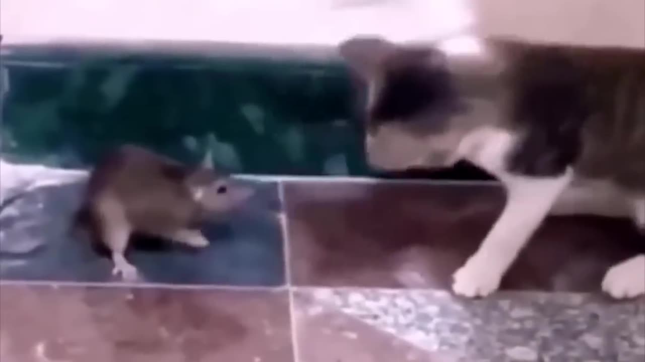 Funny and Cute Animals Compilation