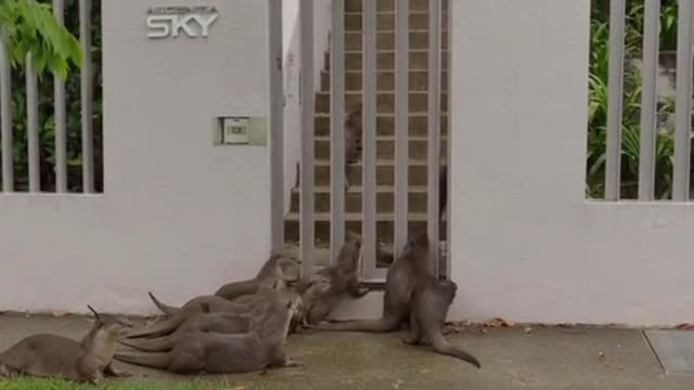 Otter family tries sneaking throught Alexandra condo gates