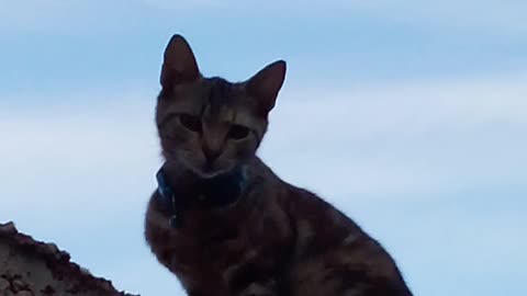 Cat 😺😺