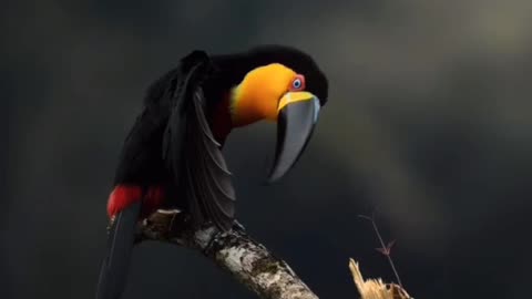 BEAUTIFUL TOUCAN