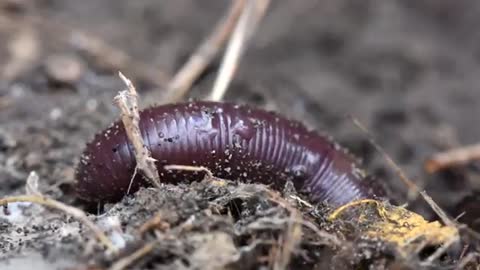 HOW EARTHWORMS DEFEND THEMSELVES_Cut