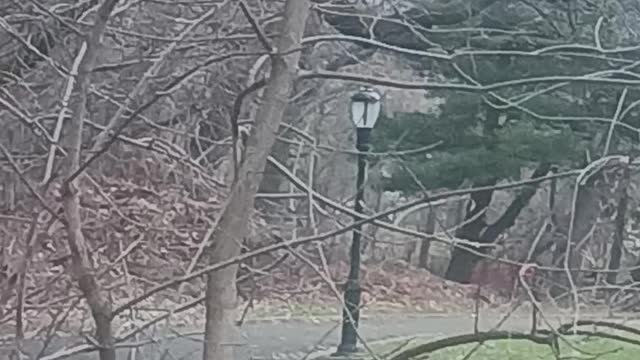 Cardinal video