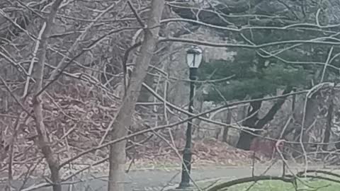 Cardinal video