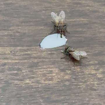 Flies Drinking Latte in Tim Hortons