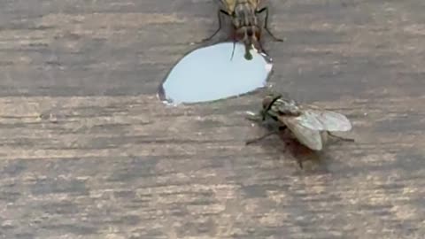 Flies Drinking Latte in Tim Hortons