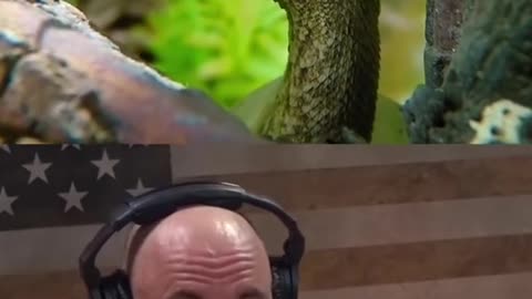 Rogan: Preying Mantis