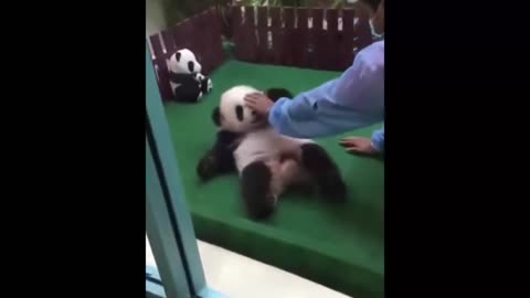 cute panda video