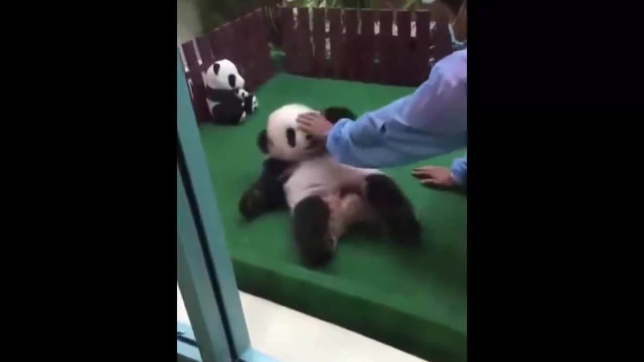 cute panda video