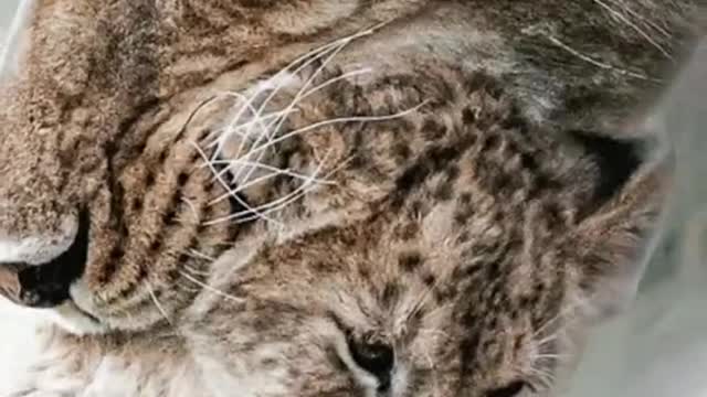 The lion cat world