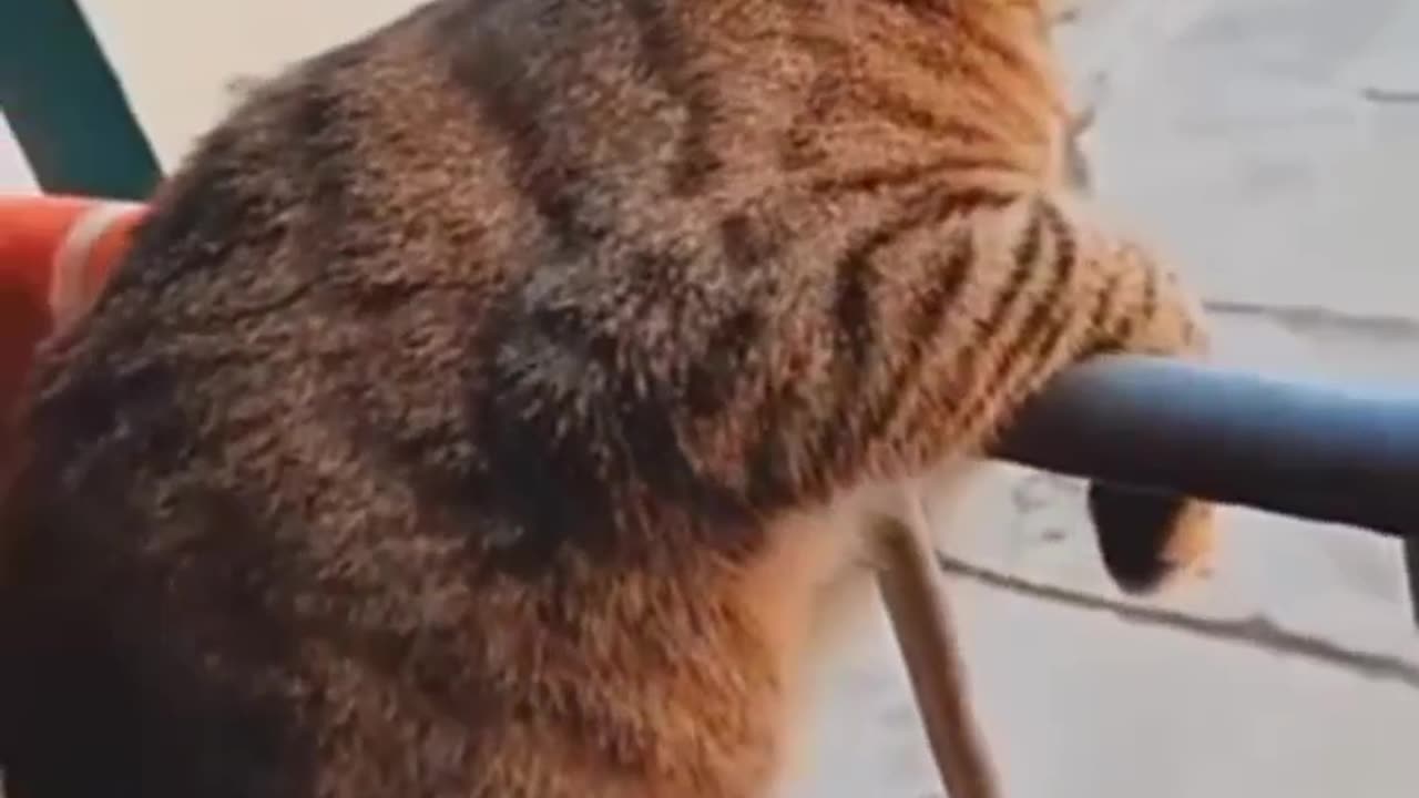 Funny animal video We sincerely hope you enjoy it; please follow us if you wanna laugh everyam