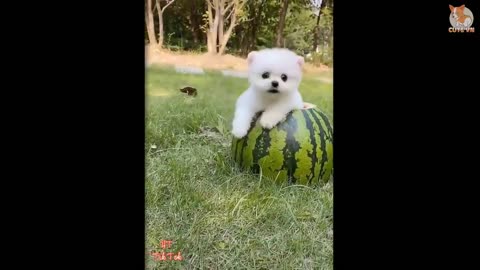 Most Famous Pomeranian tiktok Compilation 2021