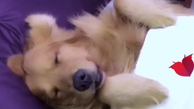 The life of a dogYou look so cute when you sleep