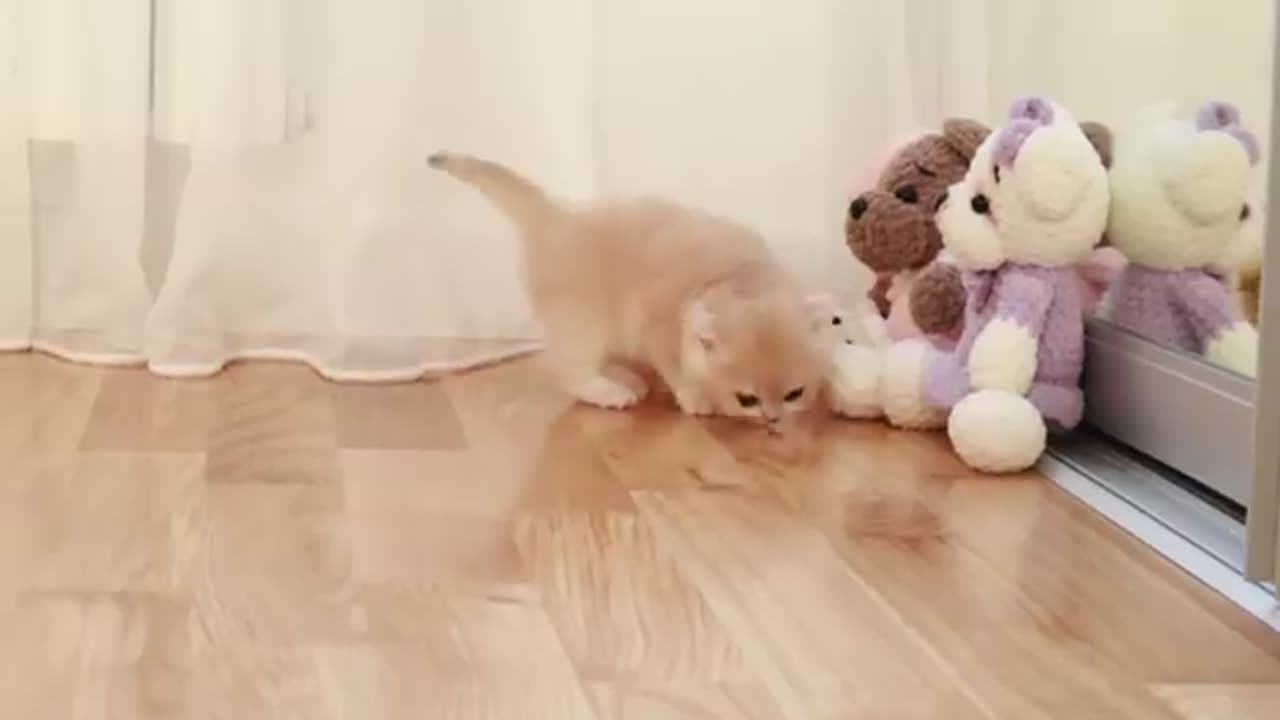 Kittens walk with a tiny chicken