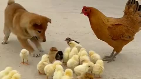 And the Chicks Walked With the Dog #shorts #viral #shortsvideo #video