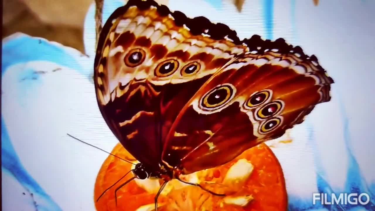 THE BES RELAXING GARDEN # BUTTERFLIES AND FLOWERS 🌹🌺