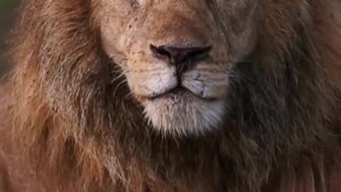 The Lion of the animal world