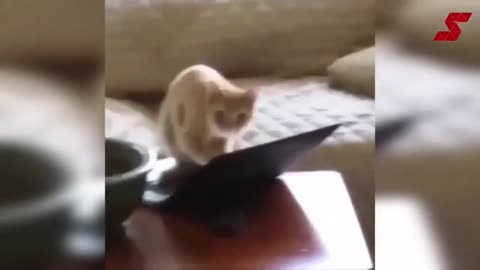 Try Not to Laugh - Funniest Cats & Dogs Pet Compilation 2023 (