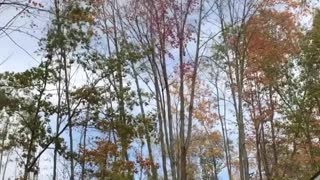 Windy fall day