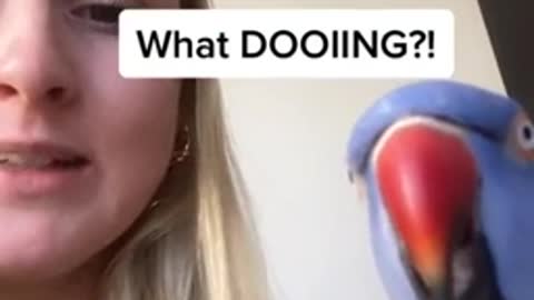 Funny parrot talking