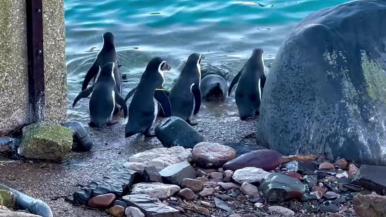 Funny Penguins