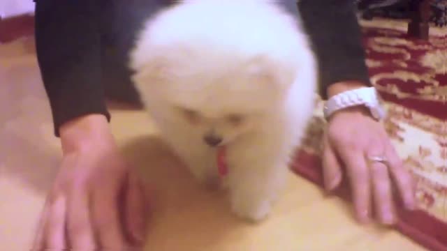 The cutest dog plays and has a lot of fun _ Mr Spock_4