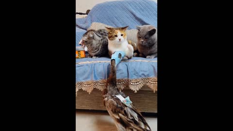 duck being bullied by buddies