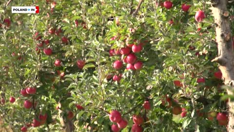 POLISH APPLES