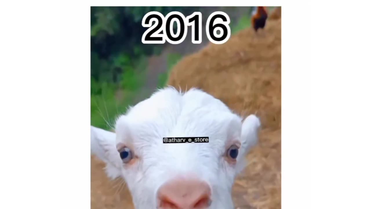 New funny Animal change effect with years🤣🤣