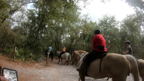 Almost to the end and ran into some horses