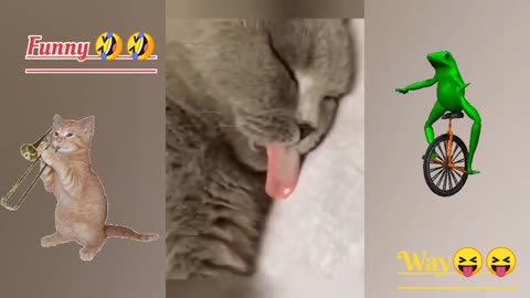 Funny animals dogs and cat 🤣🤣🤣🤣🤣😝😝😝