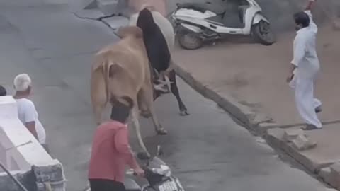 Bulls🐃 Fight &🐂 Compilation 2022