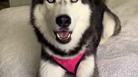 The dog gets uneasy and defensive when it hears it was adopted