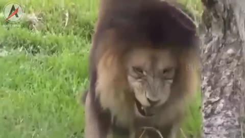 Dog reaction when approached by a stuffed tiger and lion