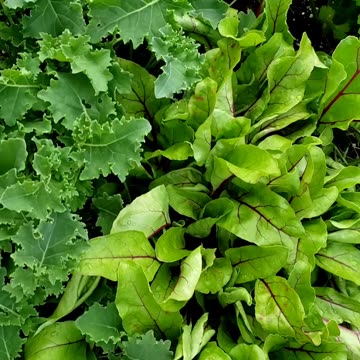 Growing organic healthy vegetables