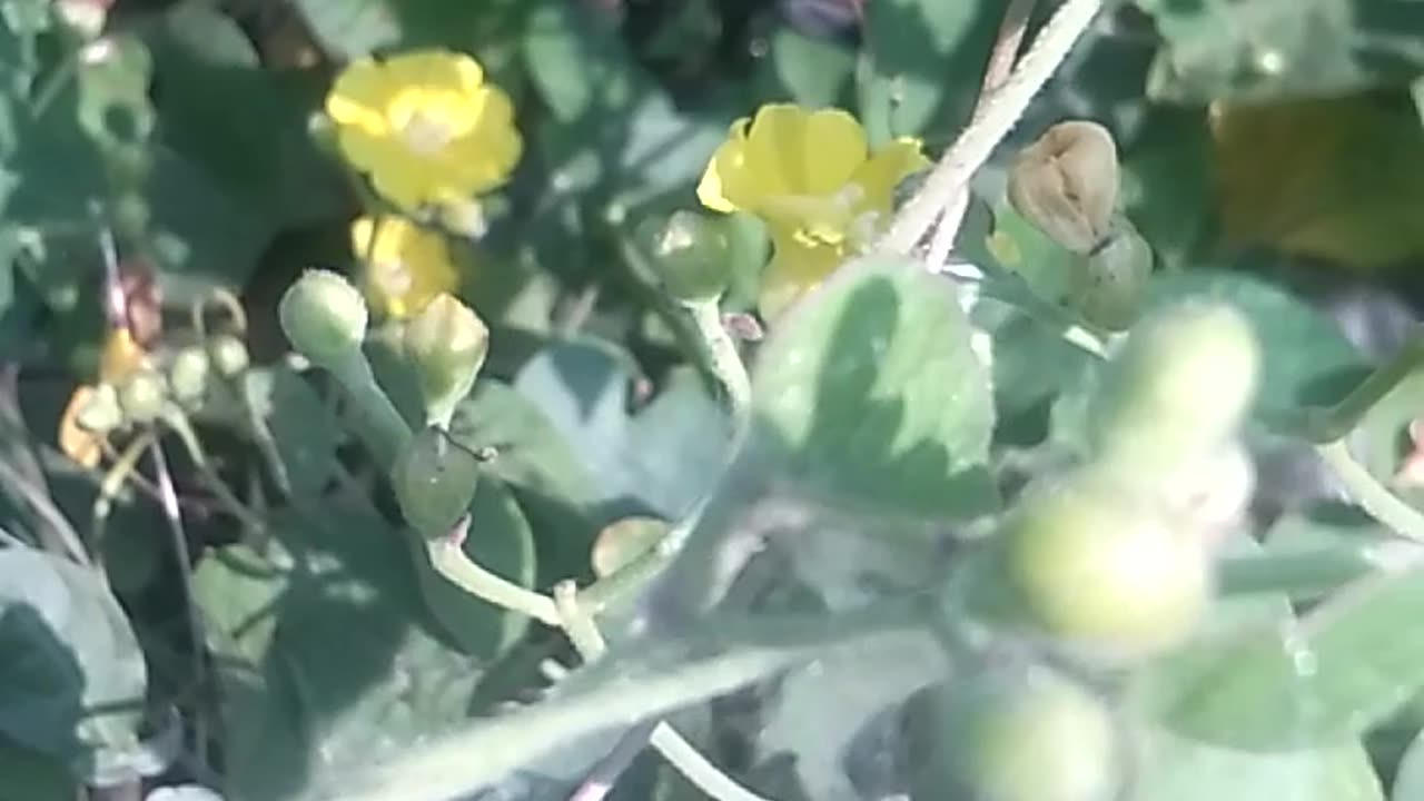 Animal flowers universe.