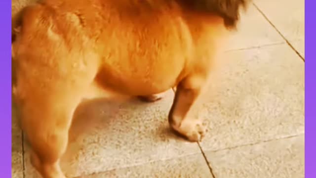 When dog in lion costume