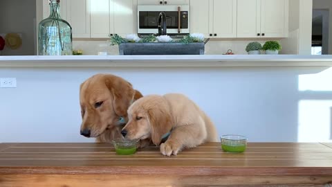 Dog Reviews Food With Son