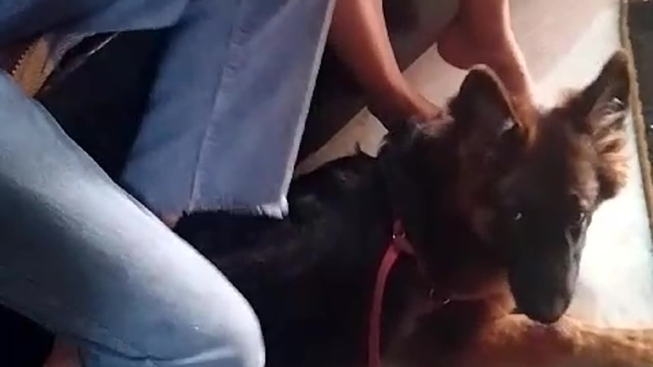 Elli The German Shepherd - Protecting the kids from MUMMA'S an