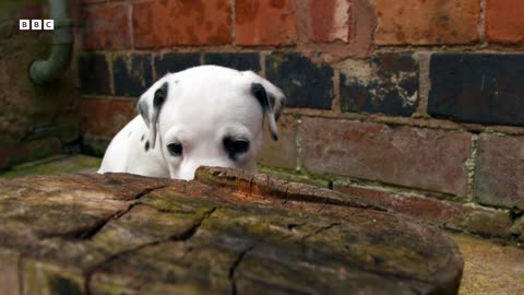 Dalmatian Pups Get First Taste of Outside World Wonderful World of Puppies BBC Earth