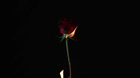 flaming rose