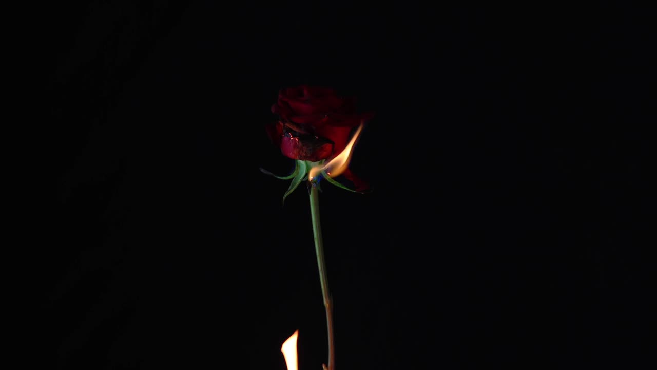 flaming rose