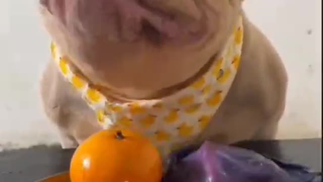 Dogs eat beautifully