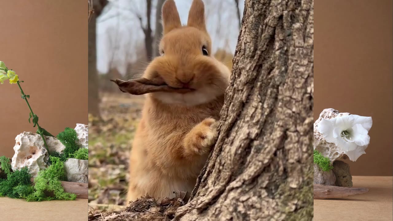 Rabbit Eating leaf