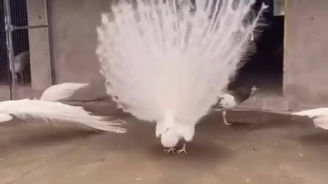 funny animal videos