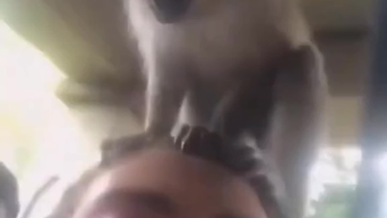 #animals #funnyvideos #funnyanimals #funnyfails #viral