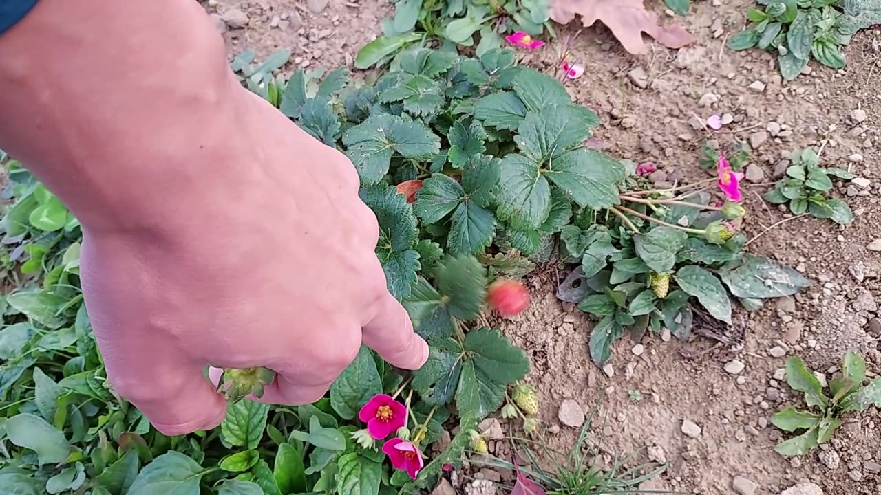 Viri Christi Garden Update Ep. 19 (10/11/23)